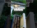 Fellow beekeepers, no spoilers. Let's see how many people know about beekeeping.