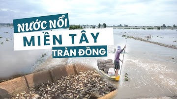 Nước nổi Đồng bằng sông Cửu Long 2025: Phù sa đỏ tràn đồng – Mùa lũ thực sự đã về | Miền Tây Phố