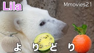 Polar Bears ララから技を学ぼう！ホッキョクグマ リラ