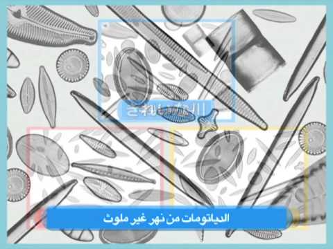 فيديو: أين يمكن العثور على الدياتومات؟