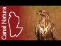 Busardo ratonero (Buteo buteo) Eurasian Buzzard 4K