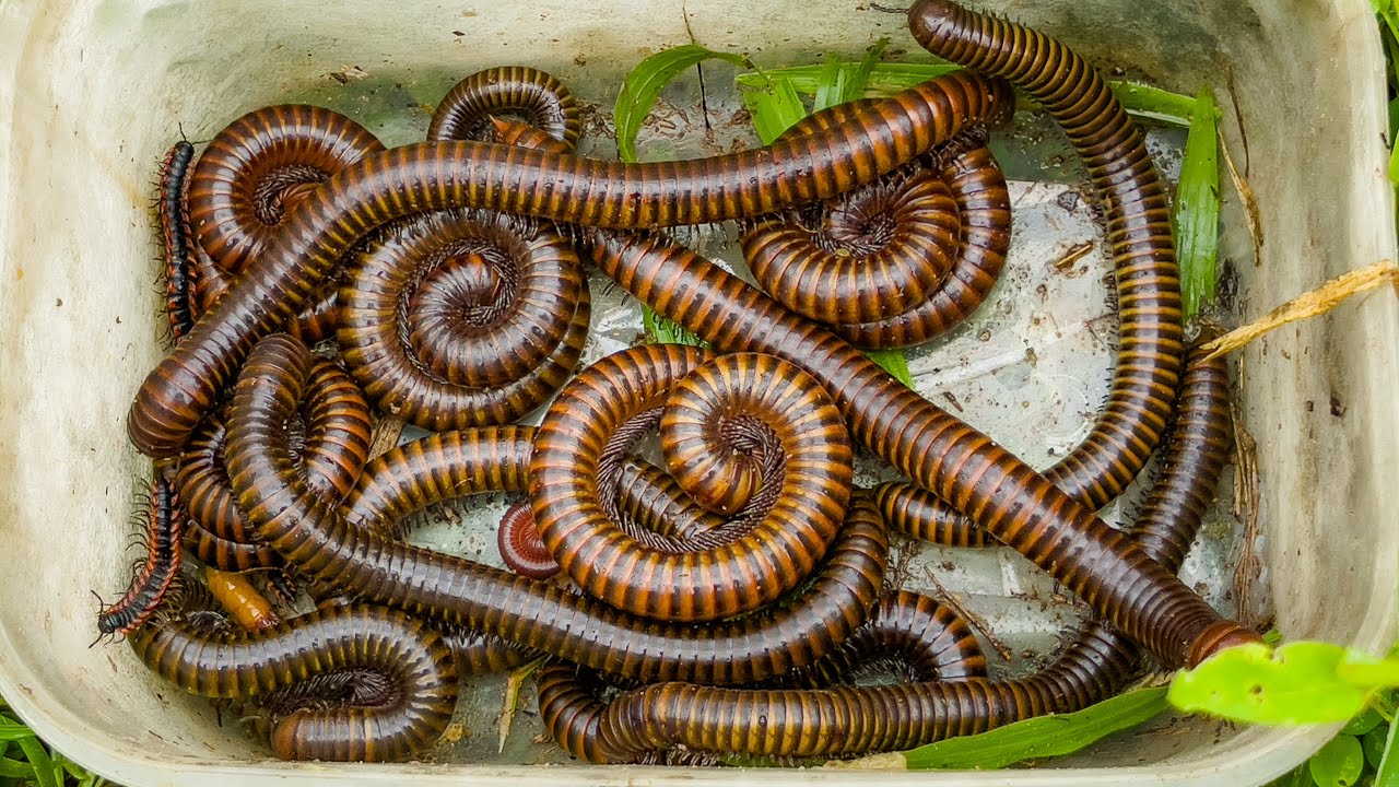 OMG😳 Unbelievable Insect Hunting Moments Around My Home!! Millipedes ...