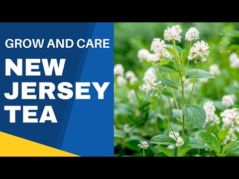 Vídeo: O que é uma planta de chá de Nova Jersey - Guia para cuidados com o arbusto de chá de Nova Jersey