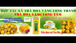 Giới thiệu sản phẩm trà hoa vàng Long Tám