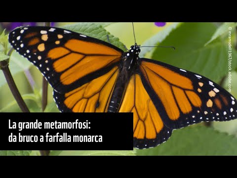 La grande metamorfosi: da bruco a farfalla monarca