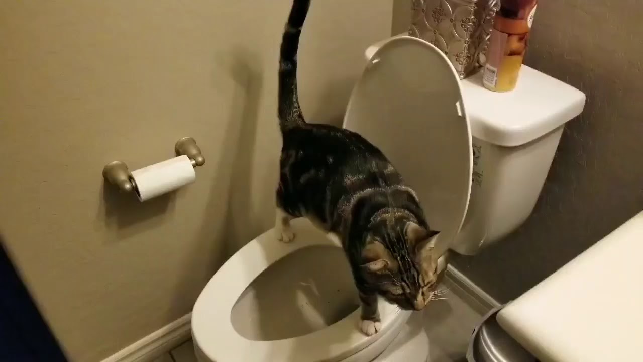 Ace The Cat toilet trained YouTube