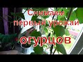 Снимаем первый урожай балконных огурцов.