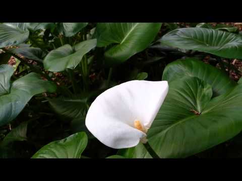 ቪዲዮ: Marsh calla - በጣቢያዎ ላይ ተአምር