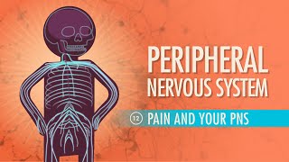 Video on the peripheral nervous system