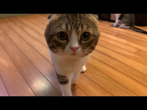 【子猫】ポコぺこファミリー　年末のご挨拶【スコティッシュフォールド】