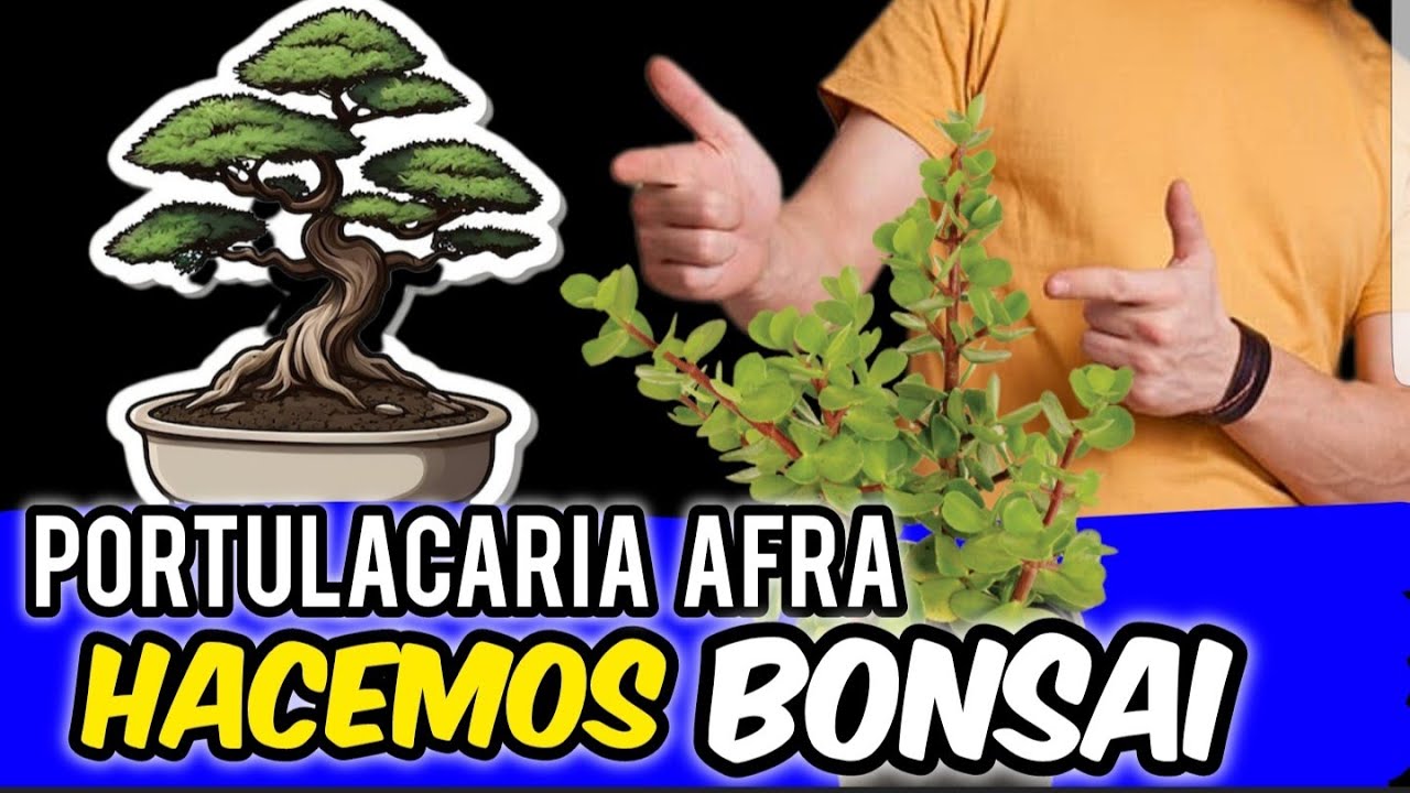 COMO hacer un BONSAI . DISEÑO FÁCIL PORTULACARIA AFRA 👍DESDE CERO💚LA MONEDITA  BONSAI