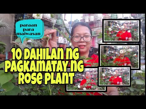 Video: Bakit nangyari ang Rose Review?