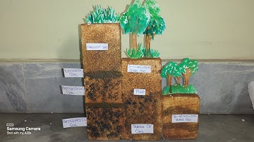 Coal formation | Chemistry project | Priyanka Dhrubojyoti Basu