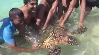 Черепаха на пляже. Шри Ланка, Когалла. #Kogallabeach, #SriLanka, #Club Koggala Village, #turtle