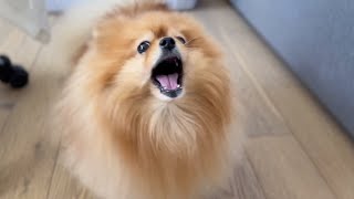 Weird Things My Pomeranian Does (Part 1)