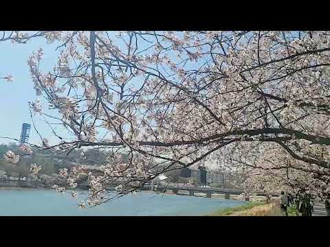 벗 <strong>꽃</strong> <strong>촬영</strong> 도중 일어난 일 ??