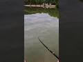 Spiccbot+Csemege=Ponty  #horgász #fishing #horgászat #carpfishing #ponty #fish #fishinglife