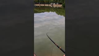 Spiccbot+Csemege=Ponty  #horgász #fishing #horgászat #carpfishing #ponty #fish #fishinglife