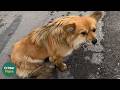 This Traumatized Stray Dog Bit His Rescuer Before Realizing She Was There To Save Him