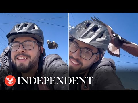 Magpie attacks cyclist on his way back from work every day