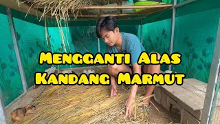 VLOG JIDAN IBRAHIM || Begini Caranya Supaya Marmut Peliharaan Sehat dan Bersih