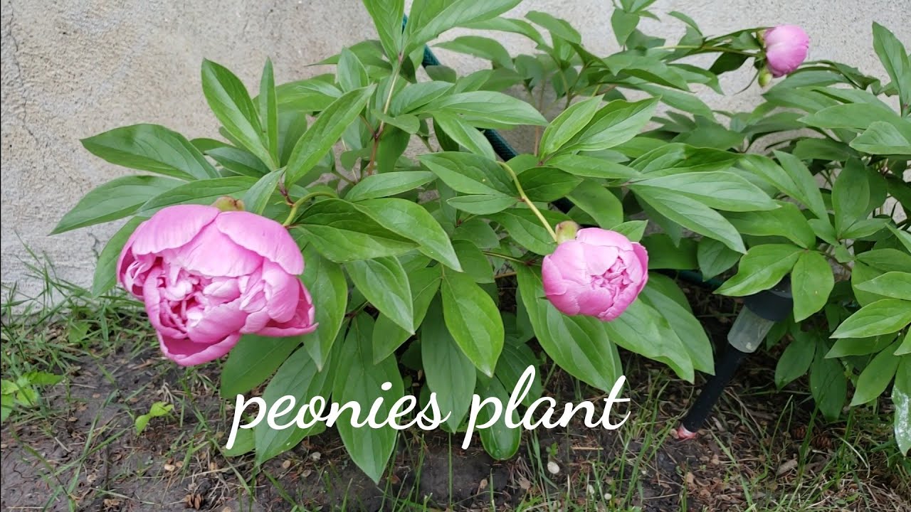 Peonies Plant... 