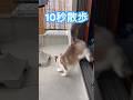 10秒でベランダを堪能して行くゆめた君であった。#ラグドールもどき #猫の散歩 #catlife #ベランダ