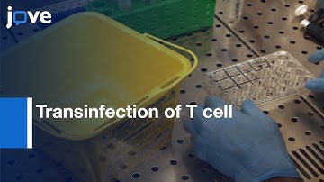 Transinfection of T cell from Dendritic cells to catch Bacteria | Protocol Preview