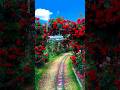 “Flower Paradise 🌸✨ | Relaxing Garden Video”🌹✨ Rose Garden 4K