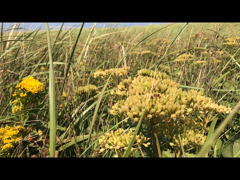 Vidéo: Ligusticum écossais