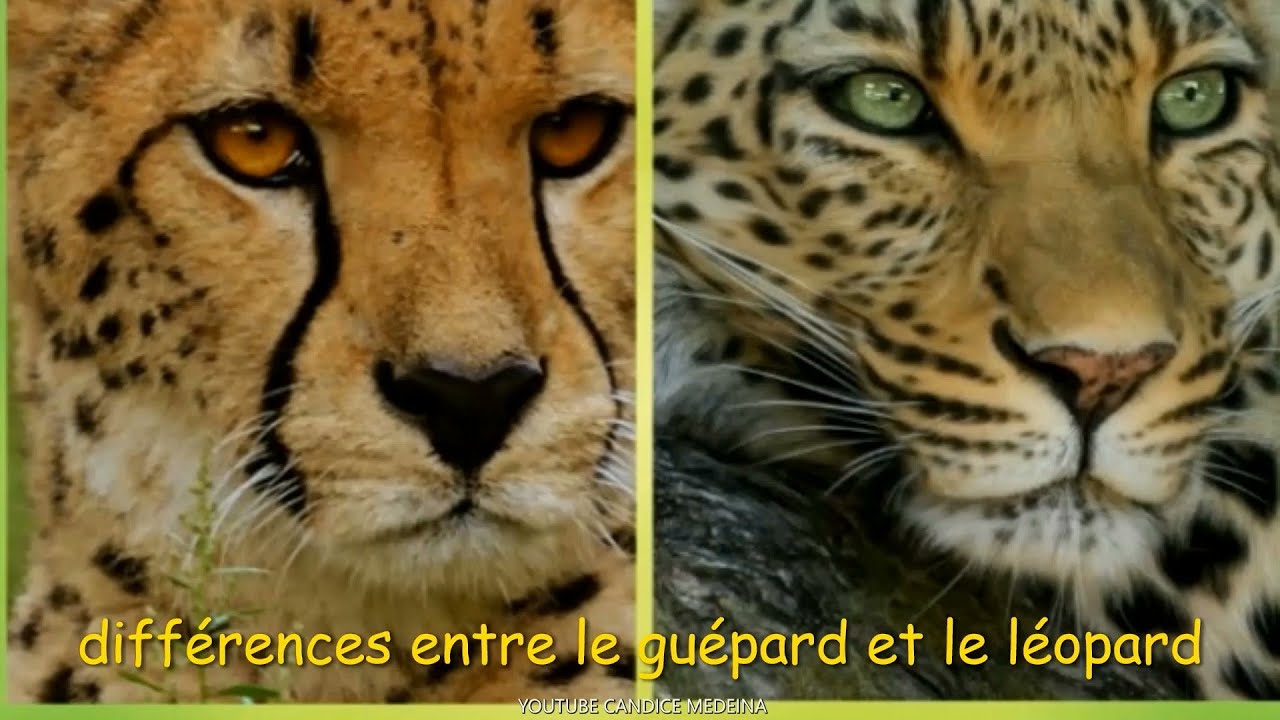 COMMENT FAIRE LA DIFFERENCE ENTRE UN GUEPARD ET UN LEOPARD🐆