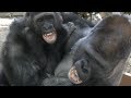 11/19 『ファイト！』ゴリラのパパとゲンタロウ💗[Kyoto City Zoo] "Fight!"Gorilla's Daddy and Gentaro