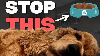 10 Human Behaviours that English Cocker Spaniel Secretly Hate | Part 2