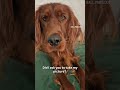 Paparazzi #irishsetter #austrailianshepherd #paparazzi #camera #photos #dogs #funny #aussie #dog
