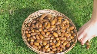 Survival Superfood How to Eat Acorns Safely