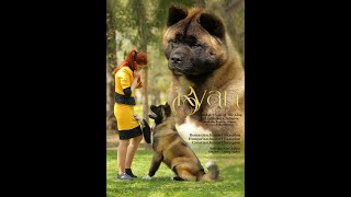 RYAN | My story| American Akita