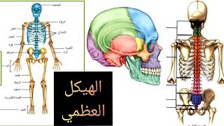 مكونات الهيكل العظمي ( العمود الفقري و انحناءاته - الجمجمة - القفص الصدري - الأطراف و الأحزمة )