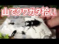 ノコギリを逃し、アカアシを拾う - クワガタ採集の記録