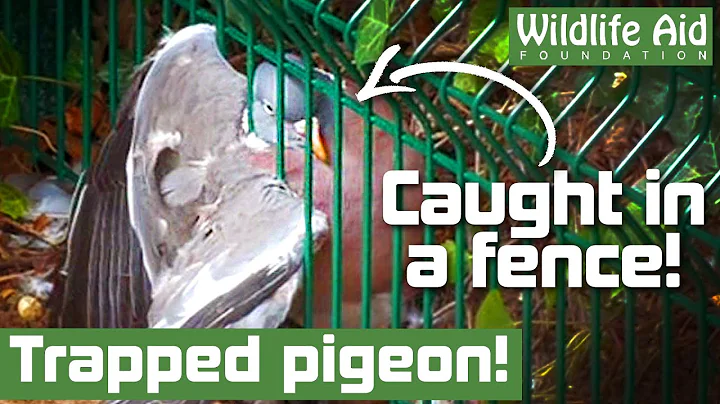Unlucky pigeon gets BOTH WINGS caught in a fence! - DayDayNews