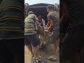 #jaigaumata #jaishreeram #animalovers #saveanimals #animals #cow #krishna #mahadev #love #shortvideo