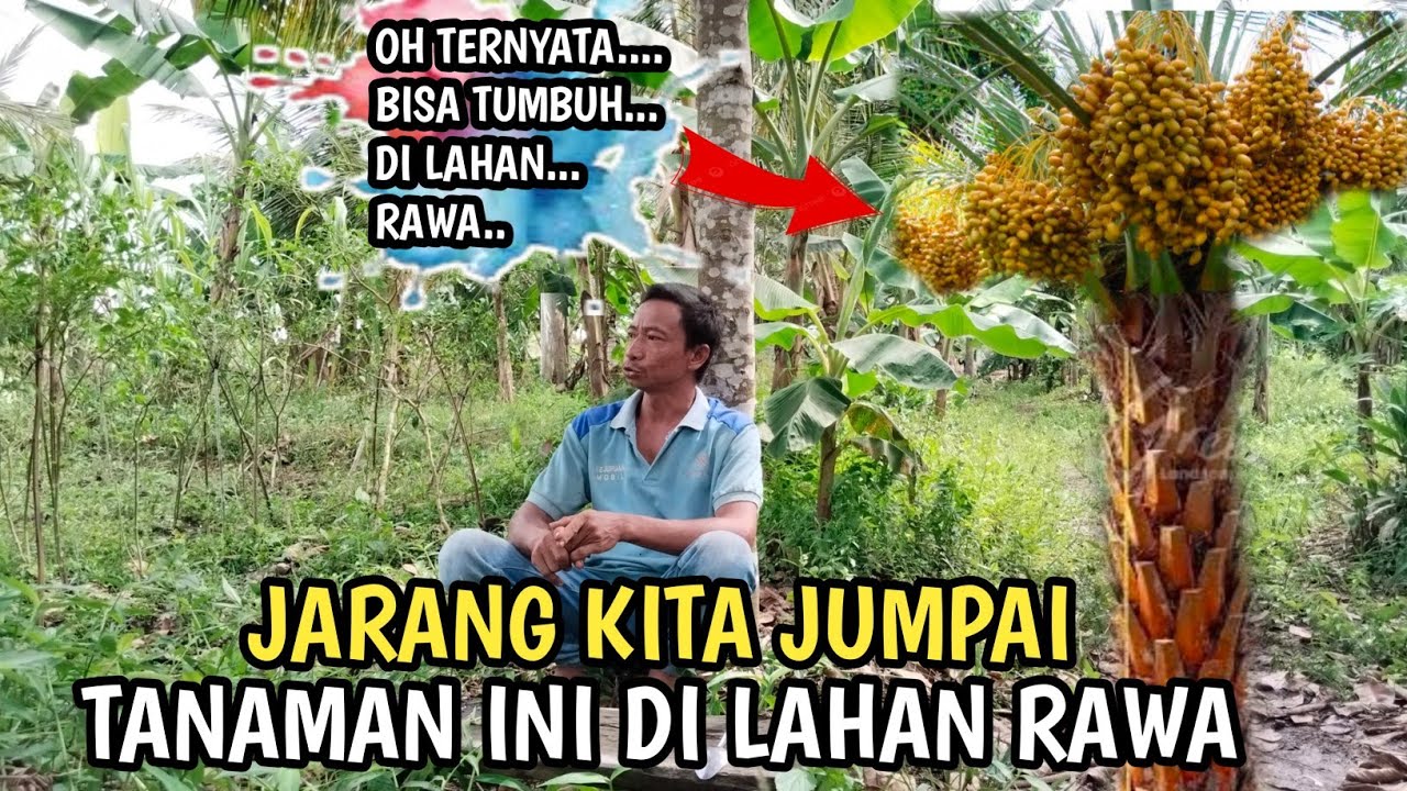 BERIBU TANAMAN TUMBUH SUBUR DI LAHAN, PASANGAN TRANSMIGRAN MUDA ASAL PACITAN, JALIMANTAN