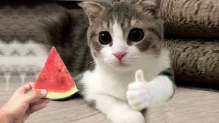 Hilarious CATS that Radiate Extremely Chaotic Energy Funny Pet Videos by PosHavens 727 views 1 year ago 9 minutes, 45 seconds