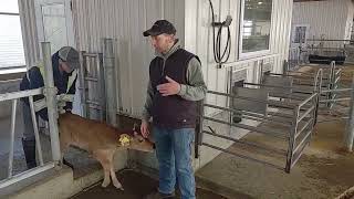 Training Calves to an Autofeeder: Tips from Truttman Dairy