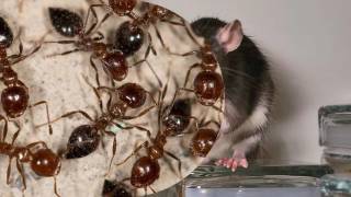 Problem Pests | Arlington, VA - PMSI