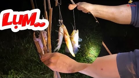 CẮM CÂU ĐÊM LỤM NGUYÊN DÂY CÁ – TƯỞNG HÔNG CÓ MÀ CÓ NHA!
