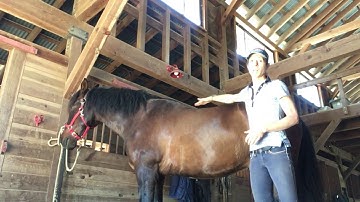 A Stronger Topline for You Horse