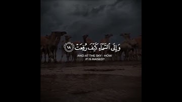 🌹🌹أفلا ينظرون إلى الابل كيف خلقت🌹🌹 ﴿عبد الرحمن مسعد﴾ من سورة { الغاشية}