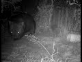 Wombat Gate Creatures