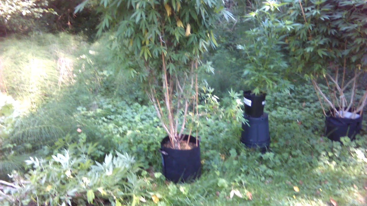 Monster outdoor organic marijuana plants 6 to 8ft tall