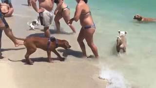 Dogs Beach haulover beach- Miami